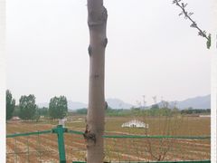 -北京东方普罗旺斯薰衣草庄园