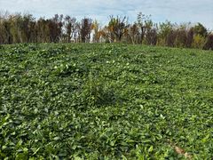 -济南国际园博园