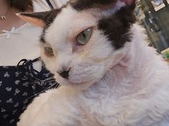 -有喵·猫咖·狗咖·30几只猫10只小狗(岗厦店)