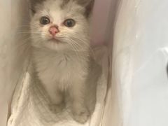 -momokira米努特·德文卷毛猫·棉花面纱犬