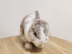 -楼上猫咖(罗湖店)
