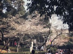-武汉大学-樱园