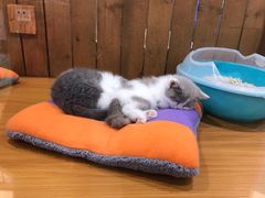 -龟与熊猫宠物公园(南坪店)