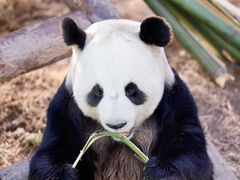 -栾川竹海野生动物园