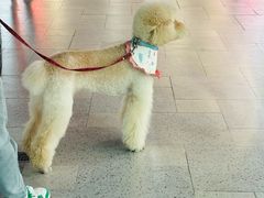 -浦江城市生活广场(江月路店)