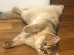 -东方名猫馆·英短金渐层布偶猫舍(环线广场1号楼店)