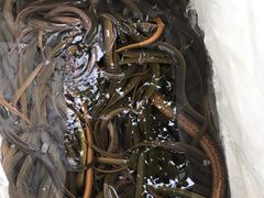 -盘龙黄鳝(盘龙居店)