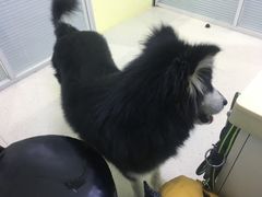 -全心全意连锁动物医院(加州店)