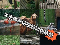 -大连森林动物园