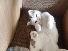 -宠爱国际动物医院· 猫科· 外科·中兽医(长白店)