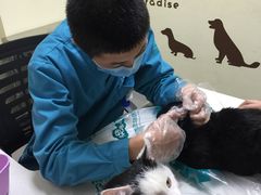 -瑞派宠物医院·24h·骨外科·皮肤科·全科宠物医疗转诊中心(沈阳浑南院)