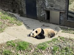 -都江堰中华大熊猫苑