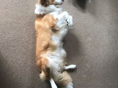 -北京观赏动物医院·24小时大型综合·猫专科·异宠专科
