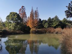 -上海滨江森林公园