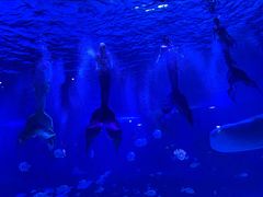 -烟台海昌鲸鲨海洋公园