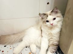 -滚猫咖啡·猫咖·猫友好撸猫(未来城店)