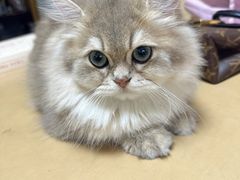 -宠颐生斯嘉宠物医院·急重症·心内科(谷阳北路分院)