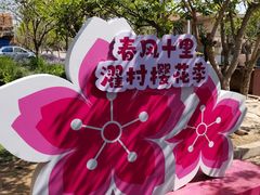 -莱阳濯村樱花园