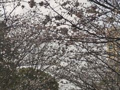 -高东镇樱花园