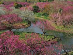 -花开海上生态园