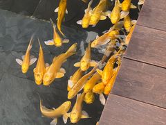 -觀芷隐轩·宋宴(河坊街店)