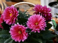 -北京世界花卉大观园