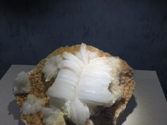 -河南自然博物馆
