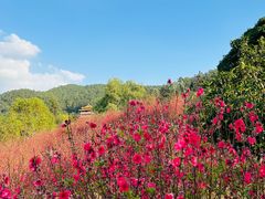 -水濂山森林公园