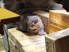 -猫色咖啡·猫咖