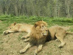 -北京野生动物园