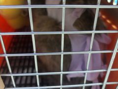 -瑞鹏瑞爱宠物医院·全科·猫科·血液透析中心(龙头寺店)