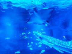 -烟台海昌鲸鲨海洋公园