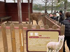 -王借岗森林公园