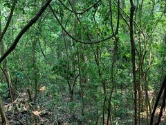 -中国科学院西双版纳热带植物园