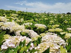 -呈贡滇池生态湿地公园