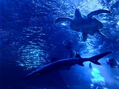 -太平洋海底世界