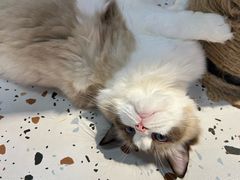 -毛绒耶耶撸宠馆·猫咖·狗咖·荷兰猪咖