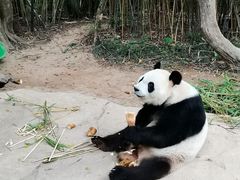 -广州长隆野生动物世界