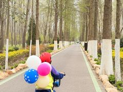 -合肥滨湖国家森林公园