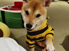 -逗柴咖啡屋·狗咖猫咖宠物桌游