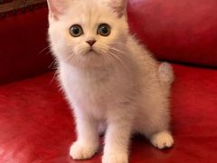 -猫大福·Fortune Cat猫舍(百子湾店)