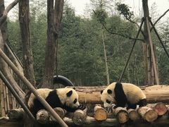 -都江堰中华大熊猫苑