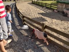 -前小桔亲子创意农场·草莓采摘·露营烧烤