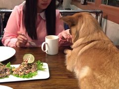 -百好乐宠物友好餐厅(朝外大街店)