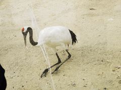 -盐城丹顶鹤湿地生态旅游区