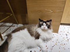 -滚猫咖啡·猫咖·猫友好撸猫(未来城店)