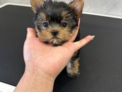 -萌宠之家·腊肠犬·马尔泰·小体犬舍