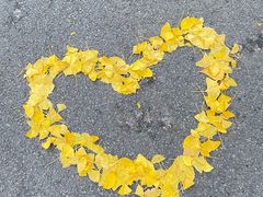 -三里屯东五街银杏大道