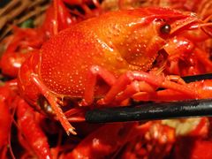 -蚝翅·海鲜粥·烧烤·宁夏滩羊季(玉米楼店)