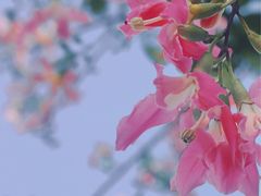 -凤阁楼果木烧鹅(鹤山陈山店)